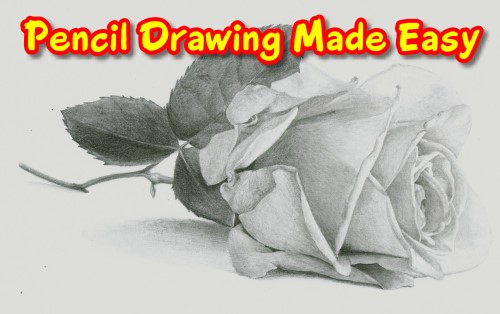 how to draw a rose 500
